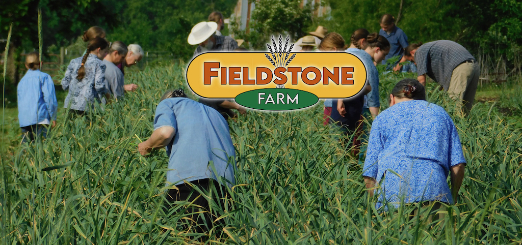 Fieldstone Farm in Overbrook, KS garlic harvest