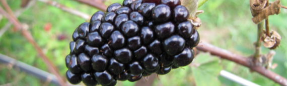 Blackberries Are On The Move
